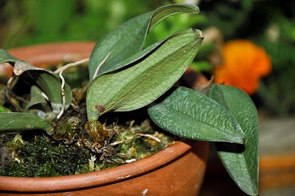 Un arrosage excessif pendant des années peut entraîner la perte de feuilles tugor