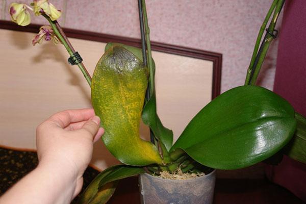 Mon orchidée préférée est malade
