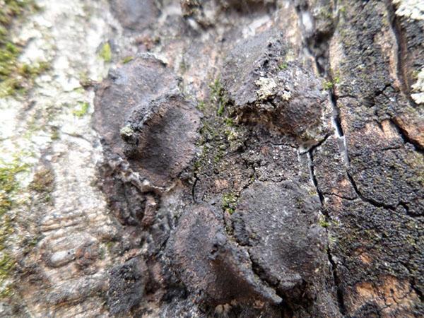 necrosis biscognioxia