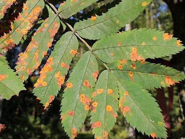 la défaite des feuilles de sorbier