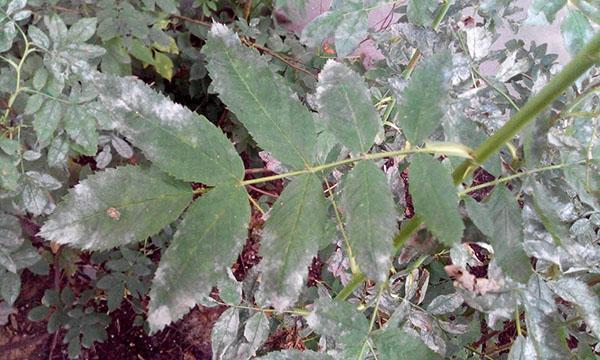 oïdium sur les feuilles