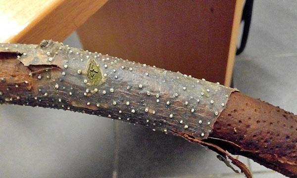 necrosis citosporosa
