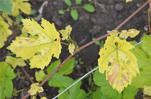 Chlorose des feuilles de vigne