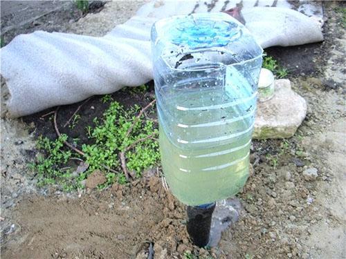 Irrigation goutte à goutte du vignoble