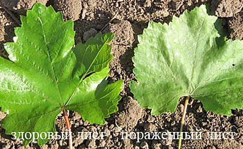 Comparaison de feuilles saines et malades