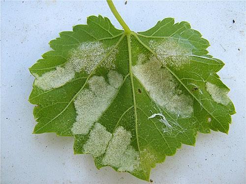 Feuille de vigne infestée de moisissure