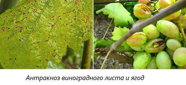 Feuille de vigne et anthracnose des baies