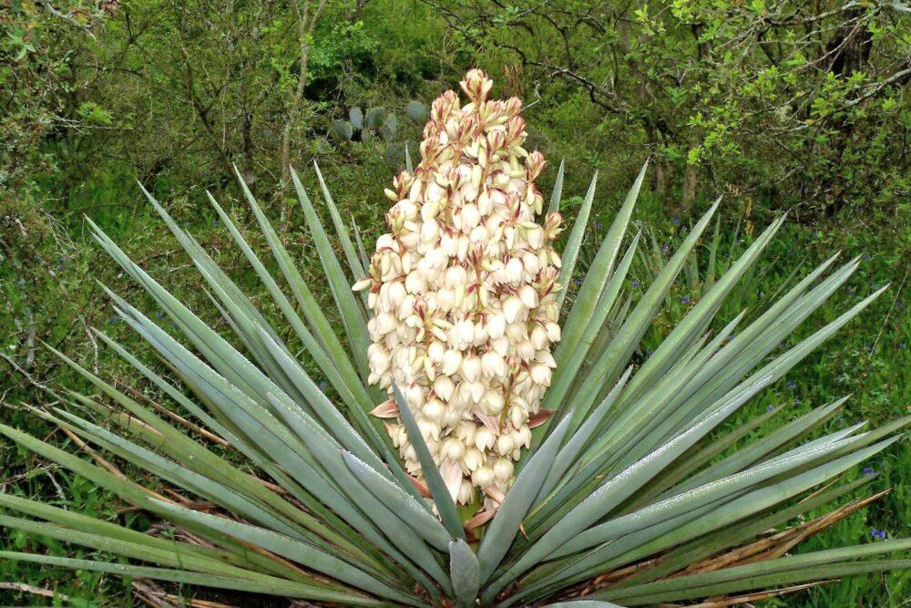 flores de yuca