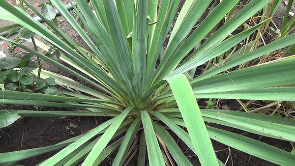 le yucca ne fleurit pas