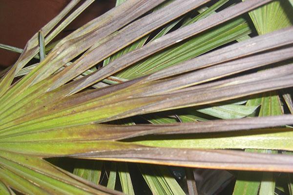 bordes de hojas marrones