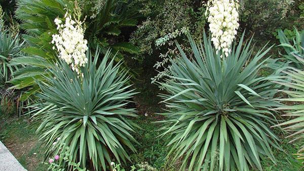 yuca en el jardín