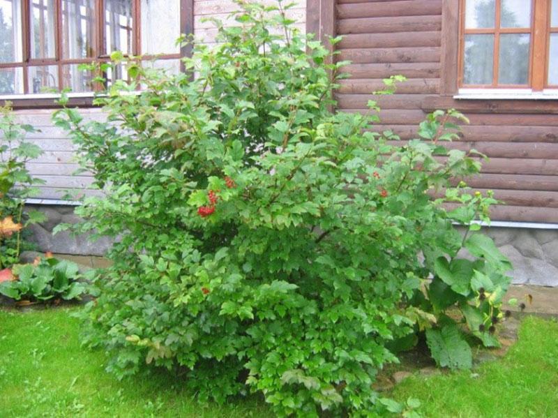 decoración de jardín viburnum