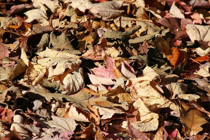 recouvrir les boutures de feuilles