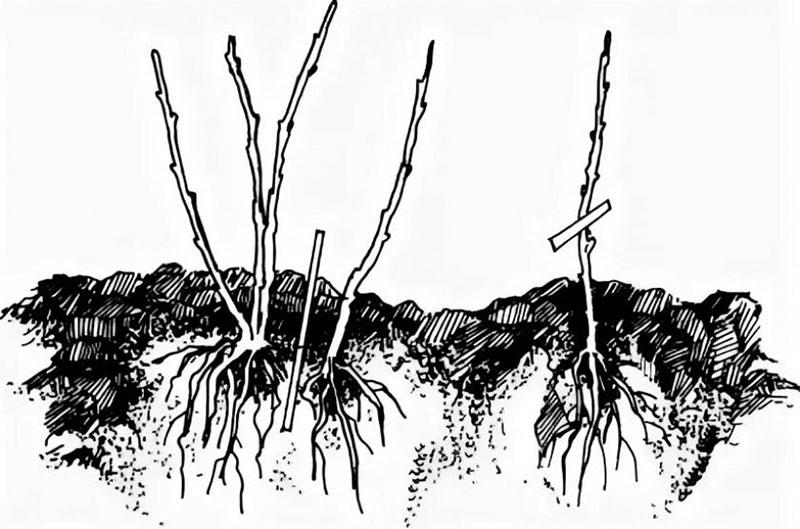 proceso de división de arbustos