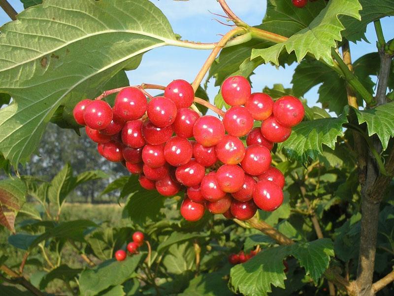 madura el viburnum rojo