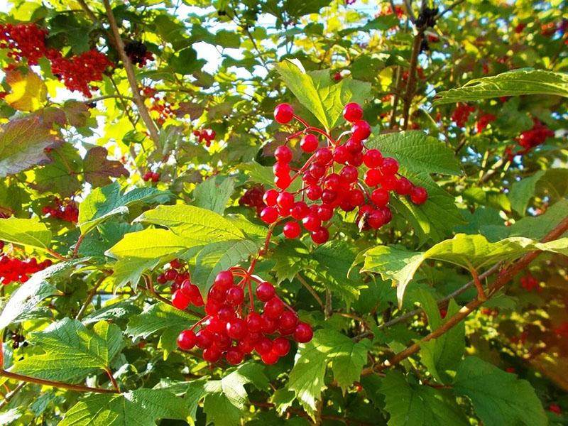 propiedades útiles de viburnum