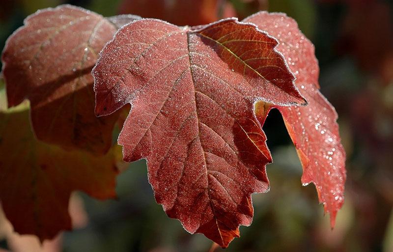 feuilles de viorne en automne rouge