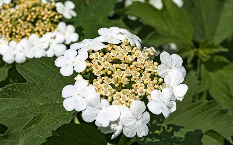 flores de viburnum