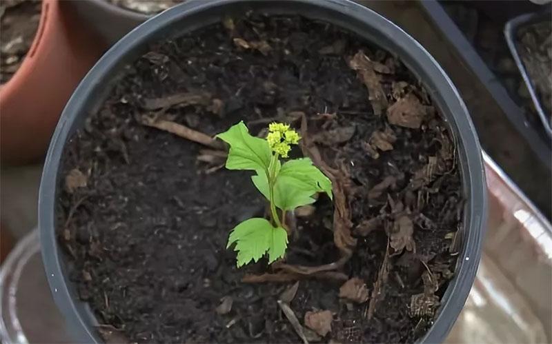 Vástago germinado de viburnum