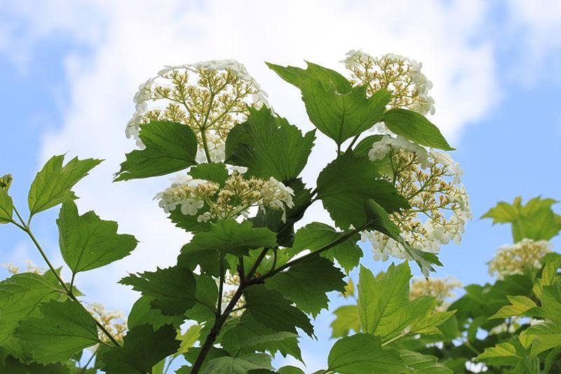 récolte des boutures pendant la floraison