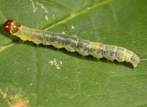 Oruga del gusano de rosa