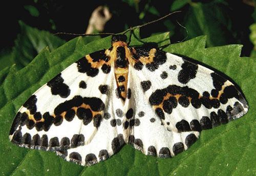 Polilla de la grosella espinosa