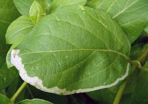 Hoja de madreselva dañada por moscas mineras