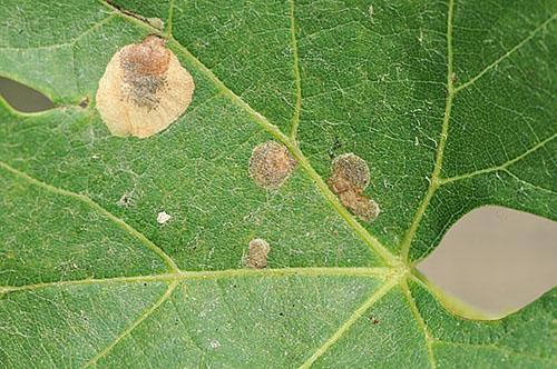 Cercospora en hojas de madreselva