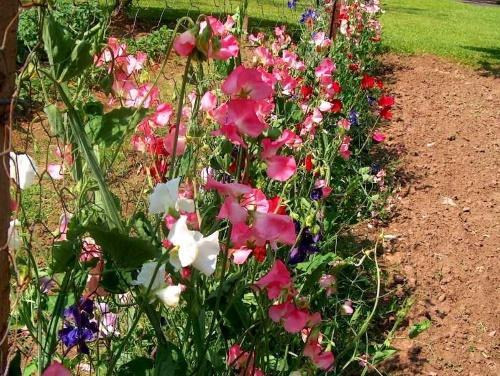 les pois fleurissent