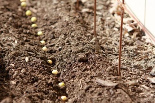 planter des pois