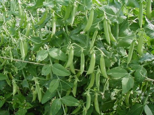 cómo cultivar guisantes