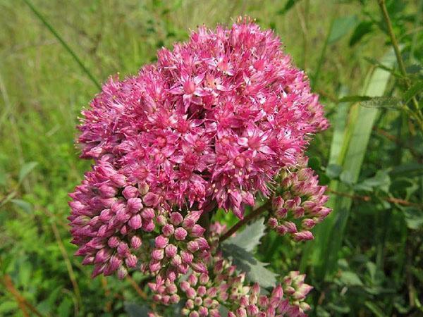 propriétés médicinales de l'orpin purpurea