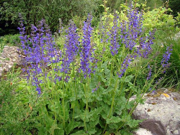 Propiedades medicinales de la salvia de los prados