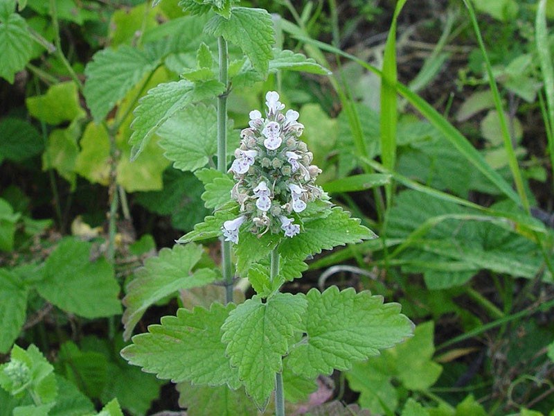 plante parfumée