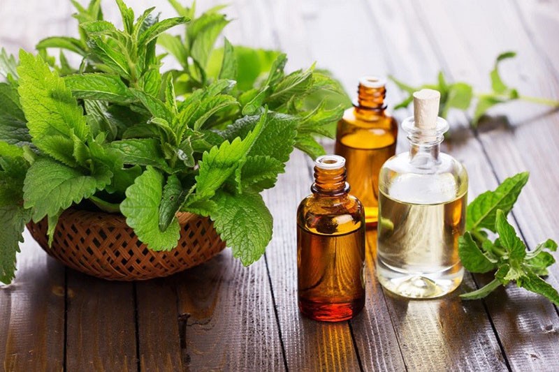 propriétés médicinales de l'herbe à chat et contre-indications
