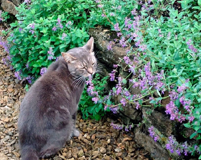 herbe à chat