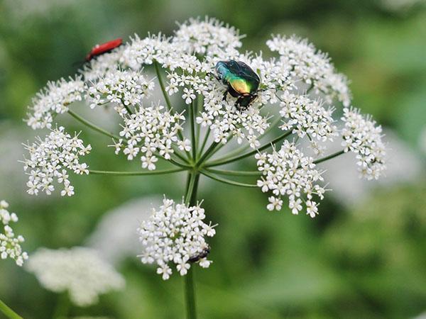 florecer
