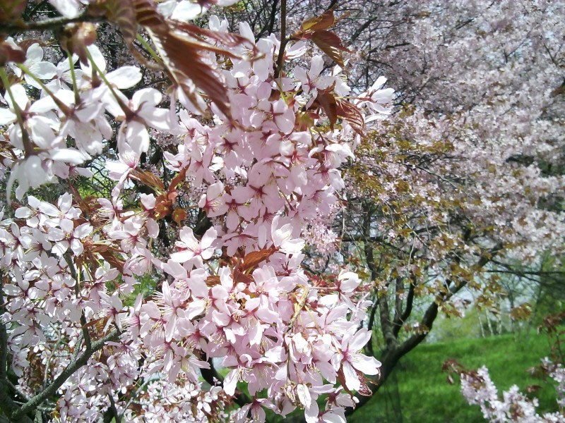 flor de cerezo milagrosa