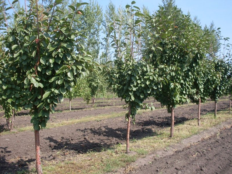 cultivo de cerezas de la variedad Miracle Cherry