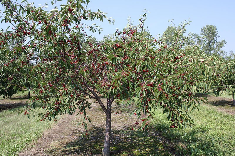 cerise au goût de cerise