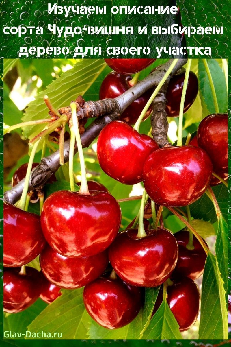 description de la variété Miracle cherry