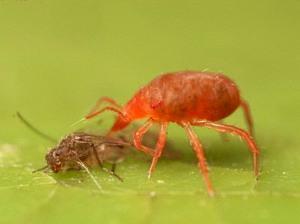 Araignée - comment se battre ?