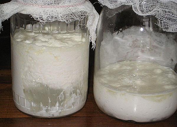 cultivo de hongos de leche