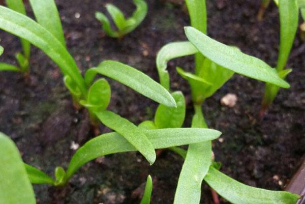 brotes de espinaca