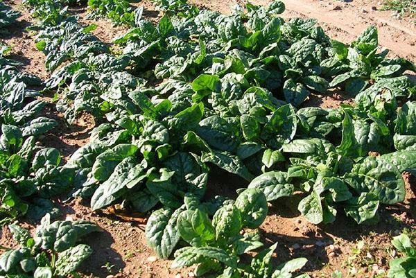 cultivo de espinacas al aire libre