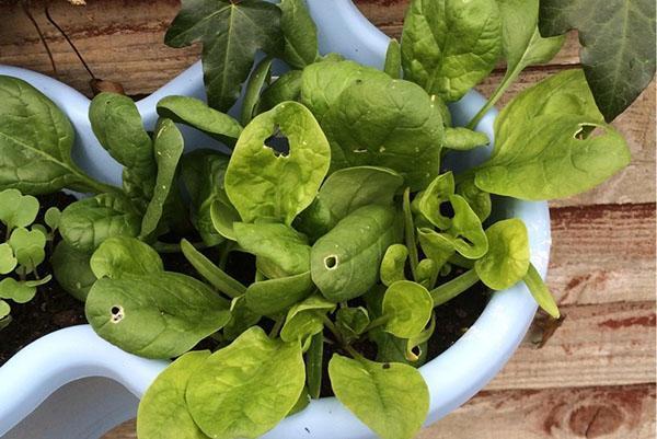 hojas de espinaca jugosas saludables