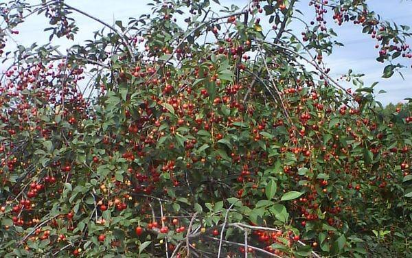 corona en expansión de cereza Zhukovskaya