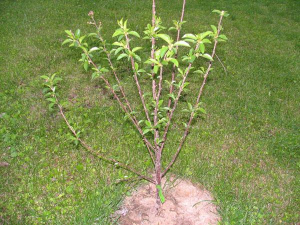 plantar plántulas de cerezo Zhukovskaya