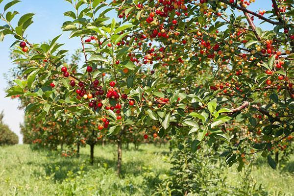 madura la cereza Zhukovskaya