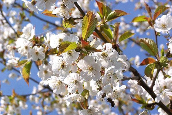 variedades de cereza Zhukovskaya florece